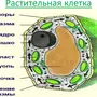 Строение клетки рисунок