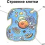 Строение клетки рисунок