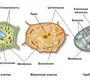 Строение клетки рисунок