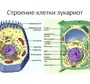 Эукариотическая Клетка Рисунок