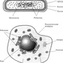 Эукариотическая клетка рисунок