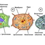 Эукариотическая Клетка Рисунок