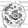 Эукариотическая клетка рисунок
