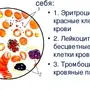 Клетки крови рисунок