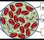 Клетки Крови Рисунок