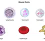 Клетки Крови Рисунок