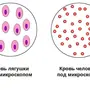Клетки крови рисунок