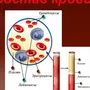 Клетки крови рисунок