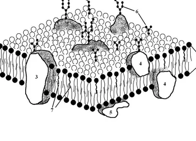 Клеточная мембрана рисунок