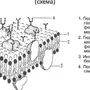 Клеточная мембрана рисунок