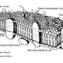 Клеточная мембрана рисунок