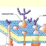 Клеточная мембрана рисунок