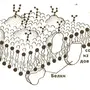 Клеточная мембрана рисунок