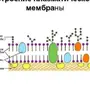 Клеточная Мембрана Рисунок