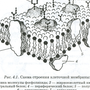 Клеточная Мембрана Рисунок
