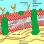 Клеточная Мембрана Рисунок