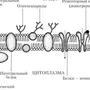 Клеточная мембрана рисунок
