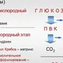 Клеточное Дыхание Рисунок Егэ