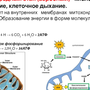 Клеточное дыхание рисунок егэ