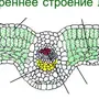 Рисунок кожицы листа