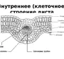 Рисунок кожицы листа