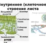 Рисунок Кожицы Листа