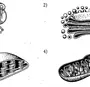 Органоиды клетки рисунки