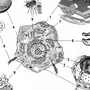 Органоиды Клетки Рисунки