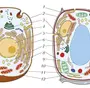 Органоиды клетки рисунки