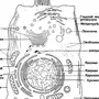 Органоиды клетки рисунки