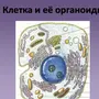 Органоиды Клетки Рисунки