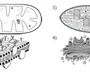Органоиды клетки рисунки