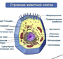 Органоиды клетки рисунки