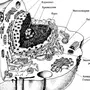 Органоиды Клетки Рисунки