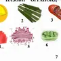 Органоиды клетки рисунки
