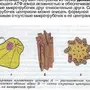 Клеточный Центр Рисунок