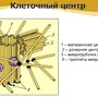 Клеточный центр рисунок