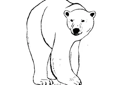 Белый медведь рисунок для детей