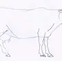 Корова Рисунок