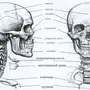 Скелет человека рисунок