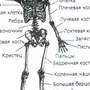 Скелет Человека Рисунок