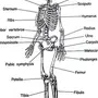 Скелет Человека Рисунок