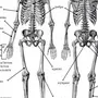 Скелет человека рисунок