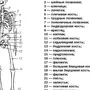 Скелет человека рисунок