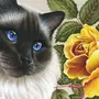 Кот с цветком рисунок