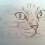 Нарисовать котика