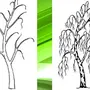 Дерево Без Листьев Рисунок
