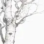 Дерево без листьев рисунок