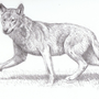 Красный Волк Рисунок