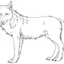 Красный волк рисунок